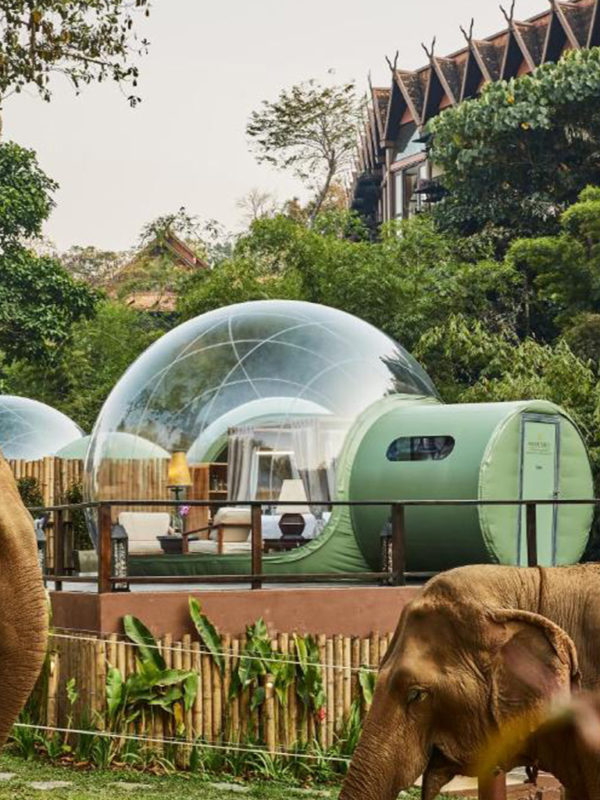 Jungle bubble stay